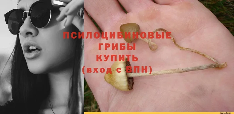 Галлюциногенные грибы Psilocybe  что такое наркотик  Джанкой 